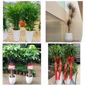 发财树招财树送朋友公司开业绥化市北林区望奎兰西青冈县同城花店