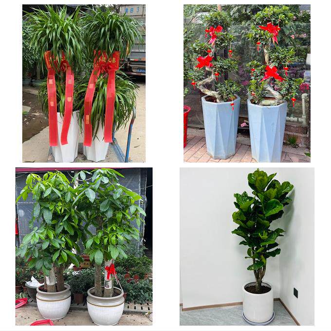 发财树招财树送朋友公司开业葫芦岛市连山区龙港区南票区同城花店