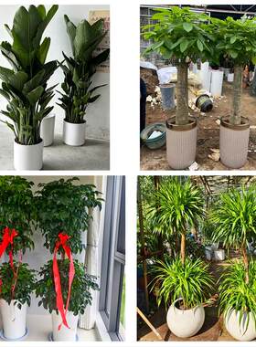哈尔滨市宾县巴彦木兰通河县同城绿植花卉送发财树绿萝柱公司开业