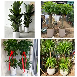 哈尔滨市宾县巴彦木兰通河县同城绿植花卉送发财树绿萝柱公司开业