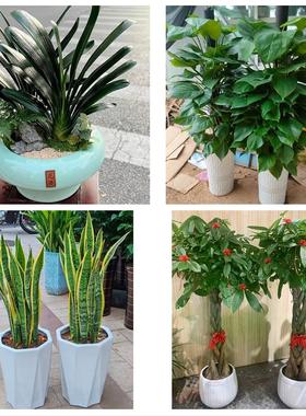 送青岛市李沧区城阳区胶州市同城鲜花店配送开业绿植发财树天堂鸟