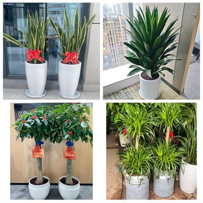 贵阳市南明云岩区花溪乌当区花店同城配送盆栽发财树开业入新居