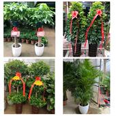 发财树招财树送朋友公司开业吕梁市临县柳林县石楼县岚县同城花店