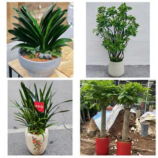 上海闵行区浦江镇莘庄工业区同城花店乔迁入新居开业绿植送发财树