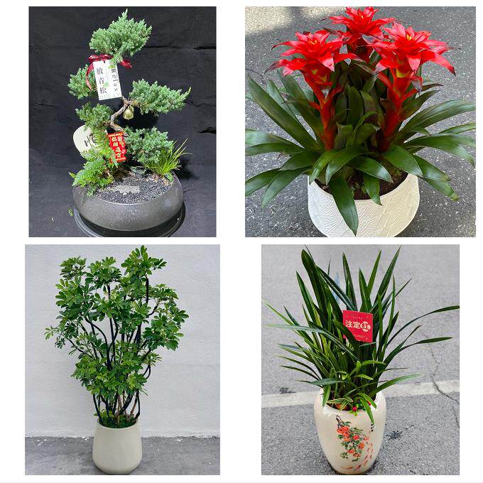 珠海香洲斗门金湾金唐南湾区同城花店乔迁入新居开业绿植送发财树