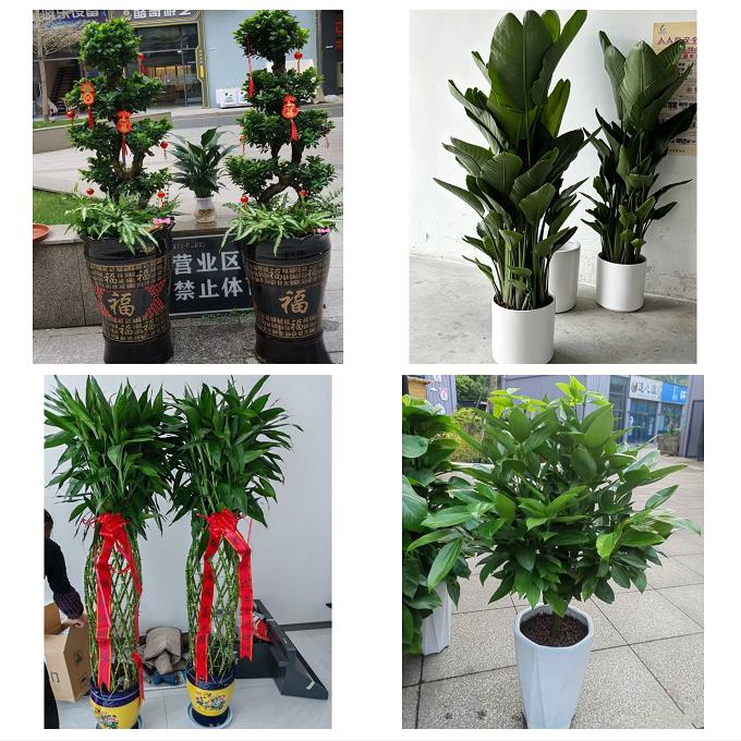 送晋中市平遥县灵石县介休市同城绿植花卉送发财树绿萝柱公司开业