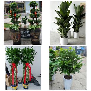 送晋中市平遥县灵石县介休市同城绿植花卉送发财树绿萝柱公司开业