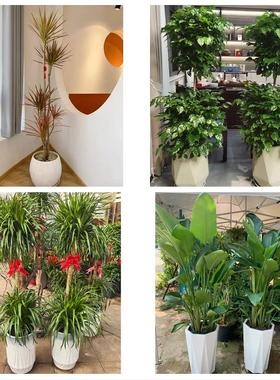 长春市南关宽城朝阳区二道区同城鲜花店配送开业绿植发财树天堂鸟