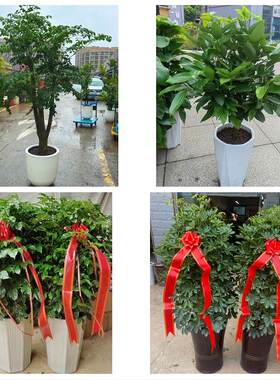 辽阳市太子河区辽阳县灯塔市同城绿植花卉送发财树绿萝柱公司开业