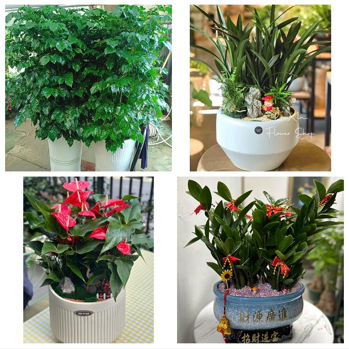 焦作市解放中站区马村山阳区同城花卉店朋友公司开业乔迁送发财树