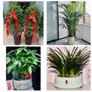 送开封市禹王台区祥符区杞县同城绿植花卉送发财树绿萝柱公司开业