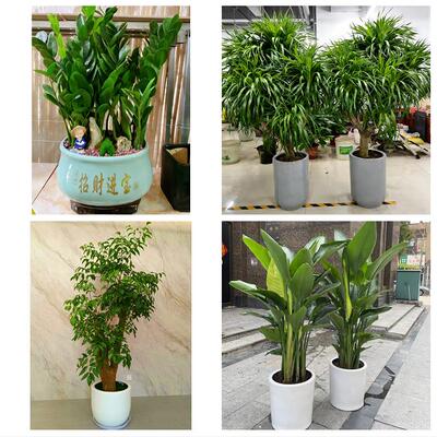 重庆市渝中区七星岗解放碑街同城花店乔迁入新居开业绿植送发财树