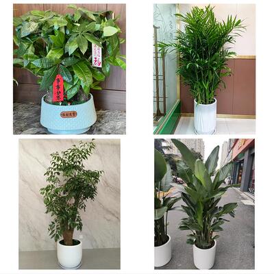 发财树鸭掌木朋友公司开业唐山市路南路北古冶区开平区同城花卉店