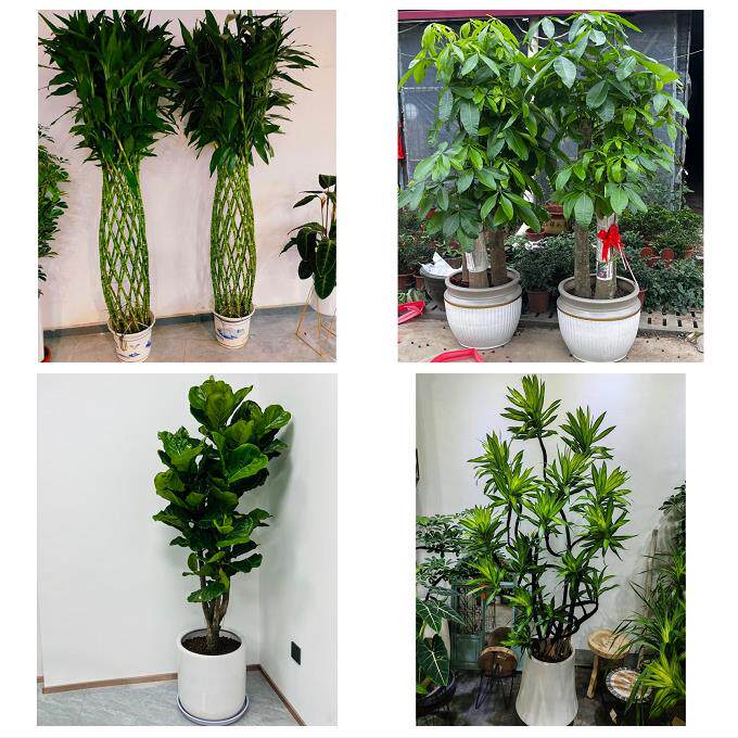 发财树招财树送朋友公司开业送嘉兴市海宁市平湖市桐乡市同城花店