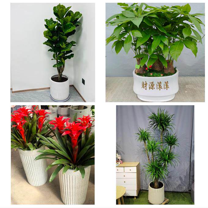 发财树招财树送朋友公司开业送昆明市宜良县石林县嵩明县同城花店
