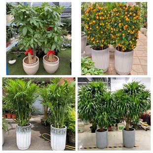 送宜宾市江安长宁县高县珙县同城花店乔迁入新居开业绿植送发财树