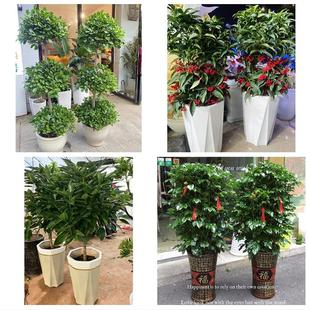 深圳福田区园岭南园华富莲花同城花店乔迁入新居开业绿植送发财树