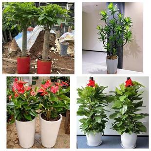 长治武乡县沁县沁源县潞城市同城花店乔迁入新居开业绿植送发财树