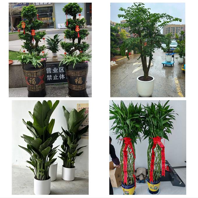 晋中市昔阳寿阳县太谷县祁县同城绿植花卉送发财树绿萝柱公司开业