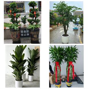 晋中市昔阳寿阳县太谷县祁县同城绿植花卉送发财树绿萝柱公司开业