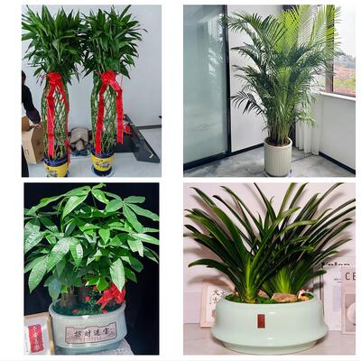 上海市青浦区赵巷徐泾华新镇同城绿植花卉送发财树绿萝柱公司开业