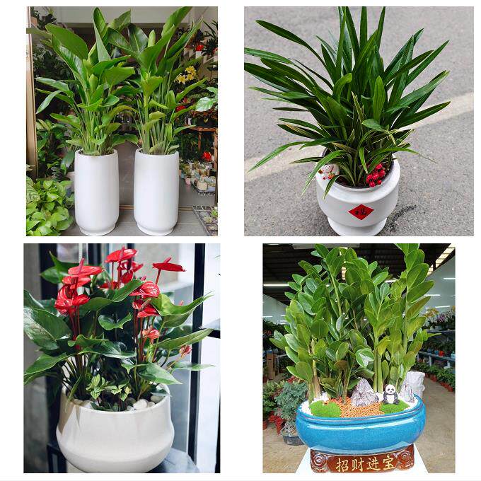 发财树招财树送朋友公司开业上海市奉贤区南桥奉城庄行镇同城花店