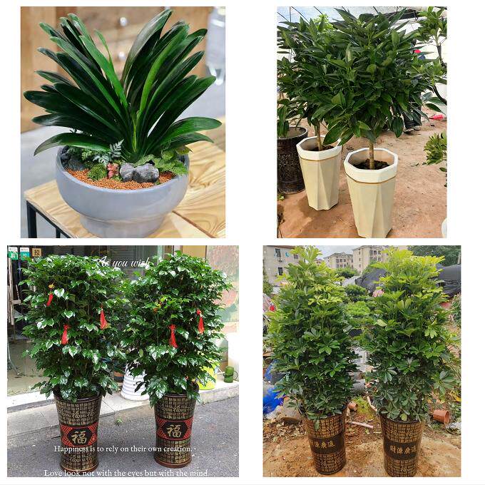 漳州市漳浦诏安长泰县东山县同城花店乔迁入新居开业绿植送发财树