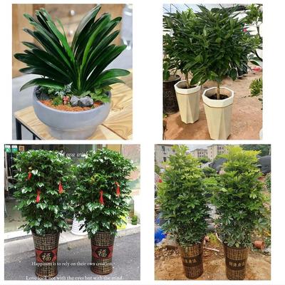 漳州市漳浦诏安长泰县东山县同城花店乔迁入新居开业绿植送发财树