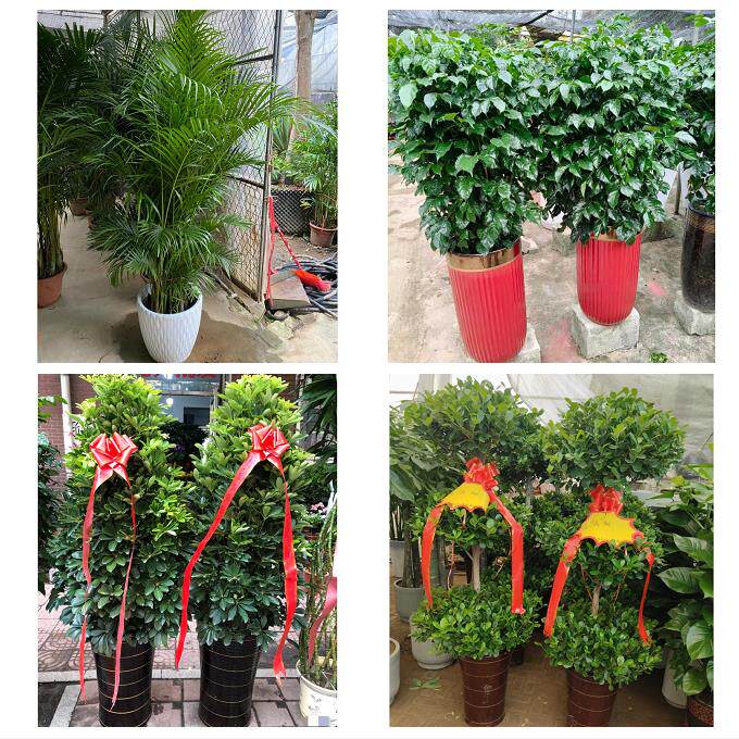 发财树招财树送朋友公司开业衡阳市衡东祁东县耒阳常宁市同城花店