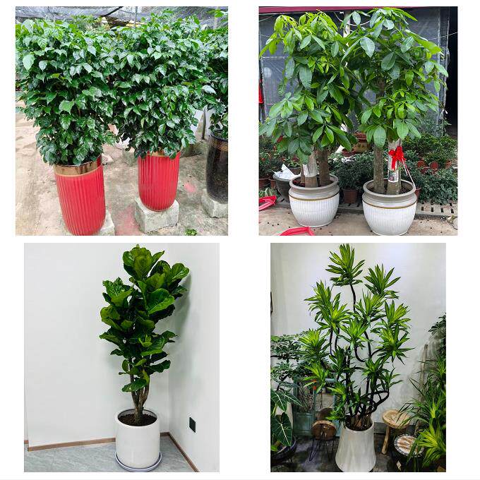 发财树招财树送朋友公司开业送南昌市新建区安义县进贤县同城花店