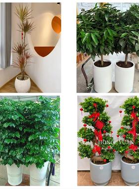 四平市伊通县公主岭市双辽市同城鲜花店配送开业绿植发财树天堂鸟