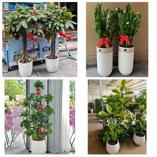 宜昌市五峰县宜都当阳枝江市同城绿植花卉送发财树绿萝柱公司开业