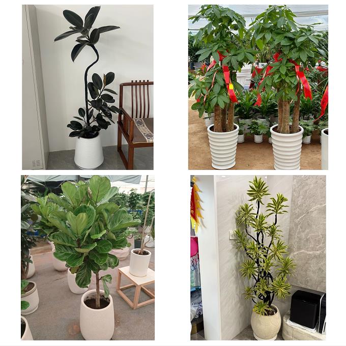 发财树绿萝柱送朋友公司开业郑州市荥阳新密市新郑登封市同城花店