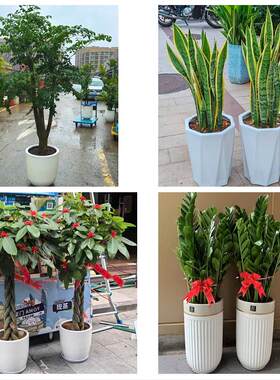 送吉林省白城市洮南市大安市同城绿植花卉送发财树绿萝柱公司开业