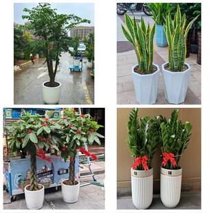 送吉林省白城市洮南市大安市同城绿植花卉送发财树绿萝柱公司开业