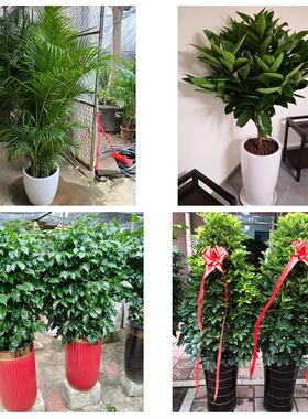 发财树招财树送朋友公司开业邵阳市双清大祥北塔区邵东县同城花店