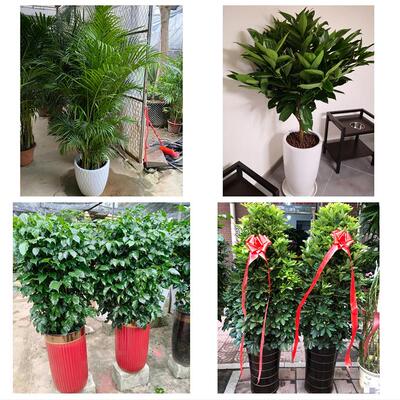 发财树招财树送朋友公司开业邵阳市双清大祥北塔区邵东县同城花店