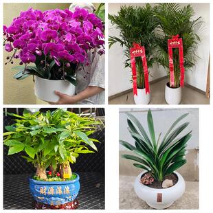 发财树绿萝柱送朋友公司开业送广元市青川县剑阁县苍溪县同城花店
