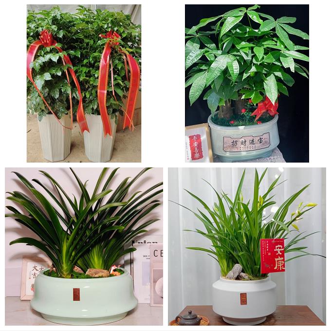 淄博市周村区桓台高青沂源县同城绿植花卉送发财树绿萝柱公司开业