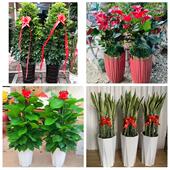 发财树招财树送朋友公司开业南阳市宛城卧龙区南召方城县同城花店