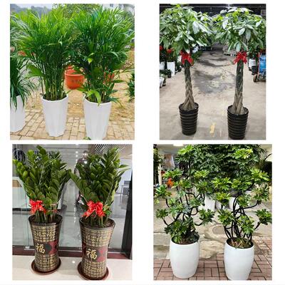 发财树招财树送朋友公司开业上海市静安区共和新路大宁路同城花店
