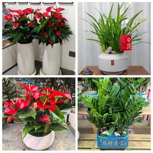 上海市浦东新区三林惠南周浦同城绿植花卉送发财树绿萝柱公司开业