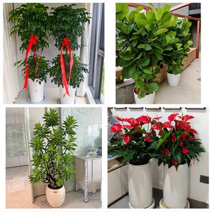 天津市东丽区金钟军粮城金桥同城绿植花卉送发财树绿萝柱公司开业