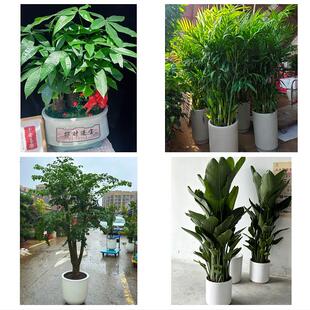中山市西区南区五桂山小榄镇同城绿植花卉送发财树绿萝柱公司开业