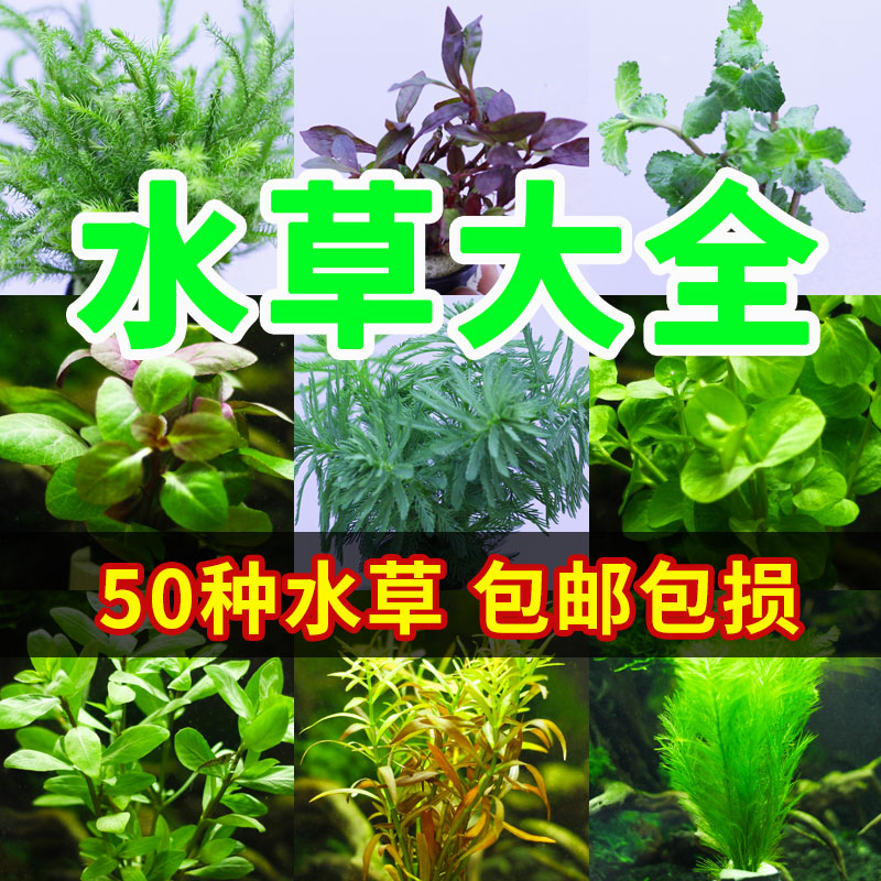 鱼缸水草植物真草淡水活体造景套餐有茎类绿菊红宫廷无土中后景草