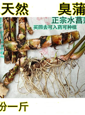 野生新鲜草中药材一斤包邮水菖蒲