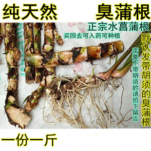 新鲜水菖蒲老根泥菖莆臭蒲根水菖蒲草根水剑草中药材一斤包邮