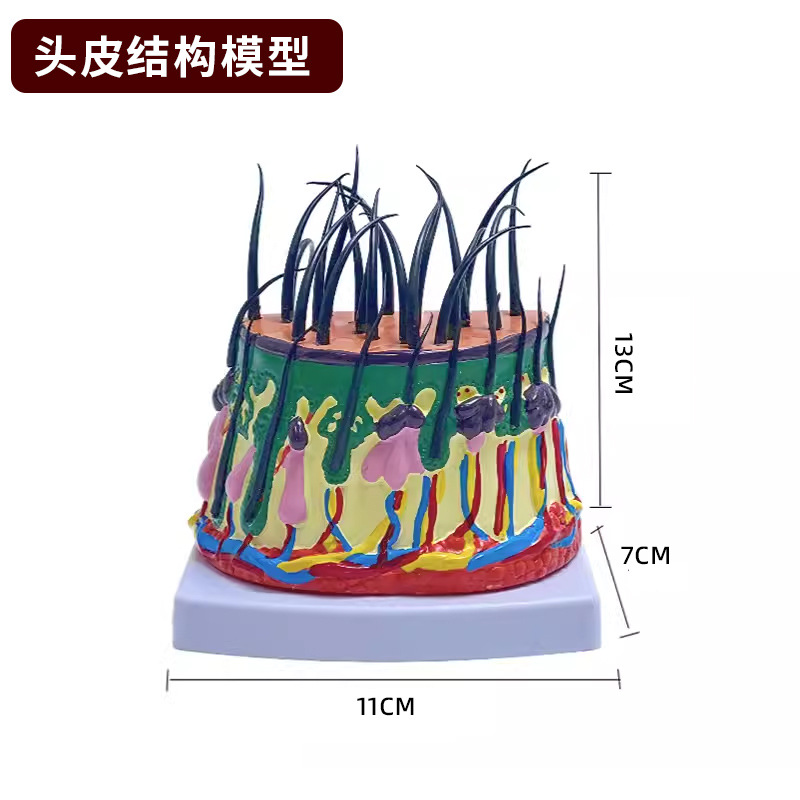 医学立体皮肤组织结构放大模型人体层次构造分层解剖模具整形头皮