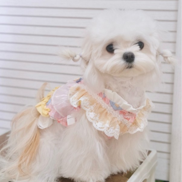 宠物狗衣服春季洛丽塔裙子小型犬宠物连身裙高级感公主风狗狗裙子