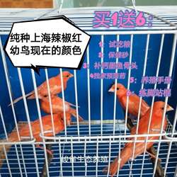 （顺丰包邮）活体包邮玉鸟红桂皮芙蓉鸟山东黄玉鸟白玉鸟鸣唱鸟好